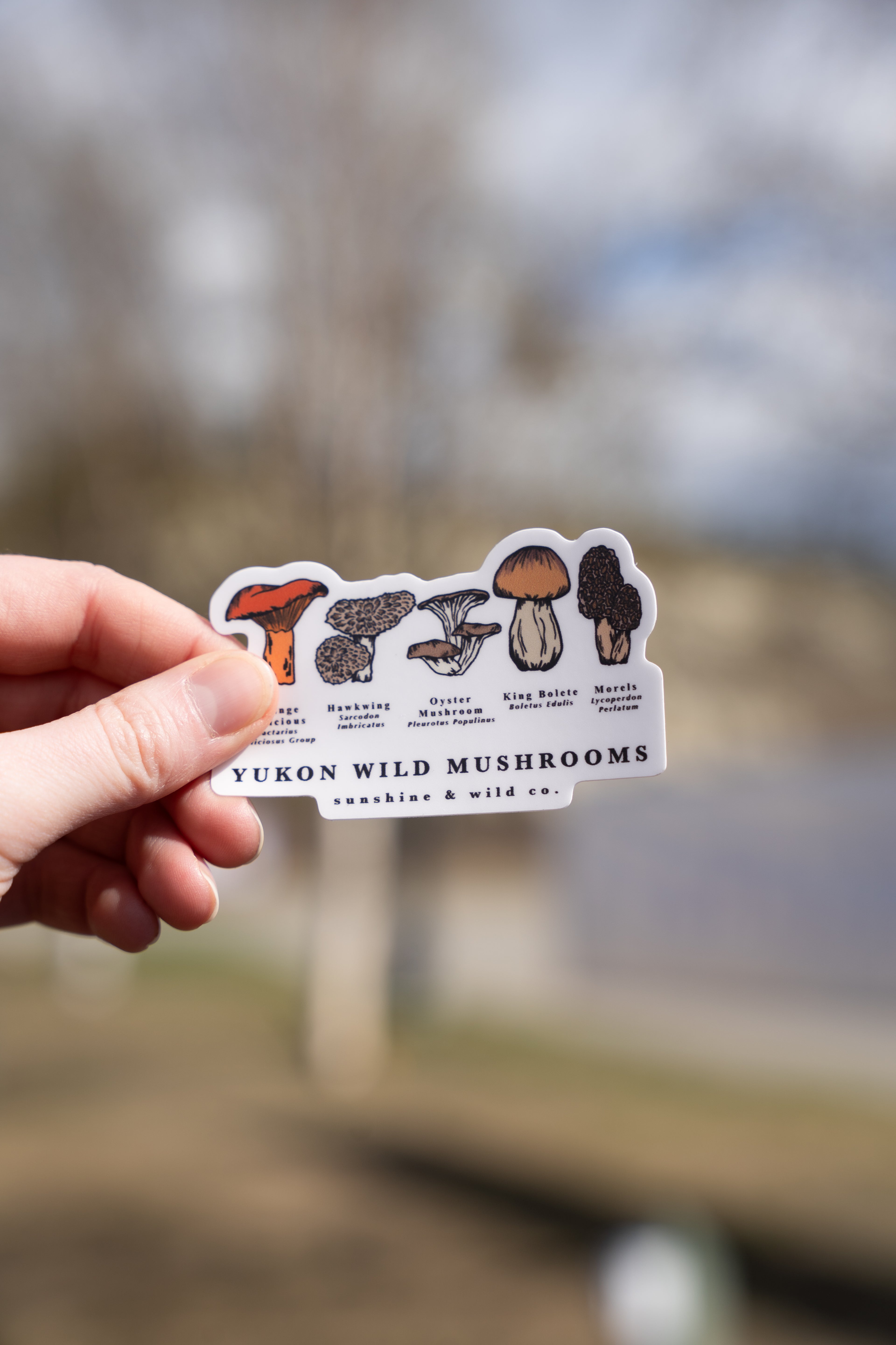 Wild Mushrooms Sticker
