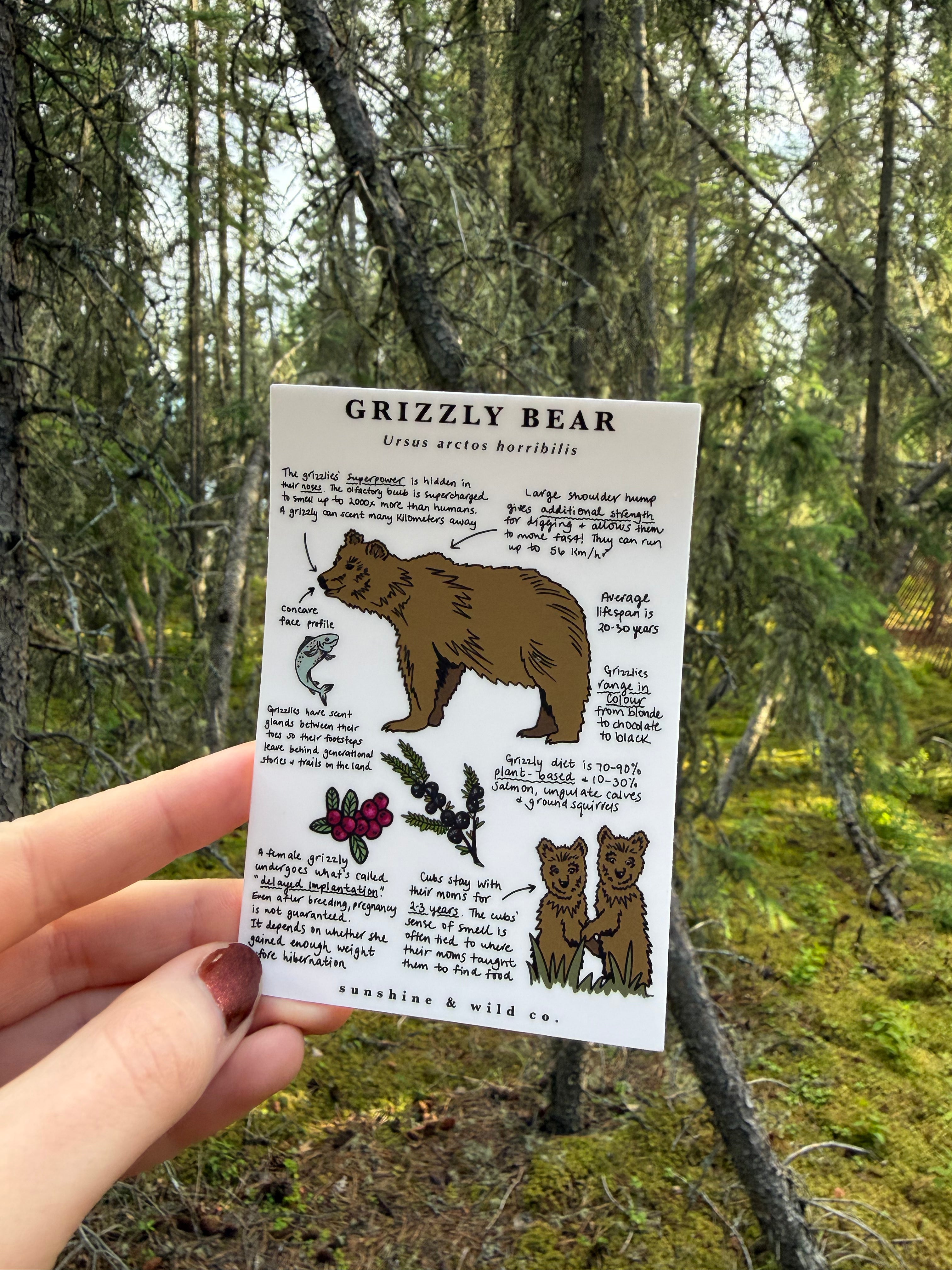 Grizzly Bear Sticker